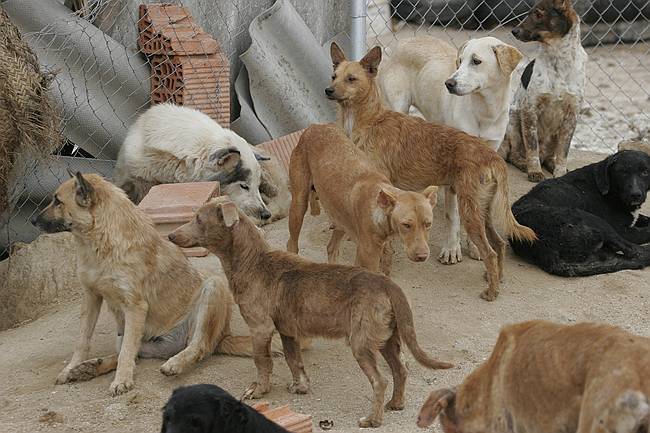 perros